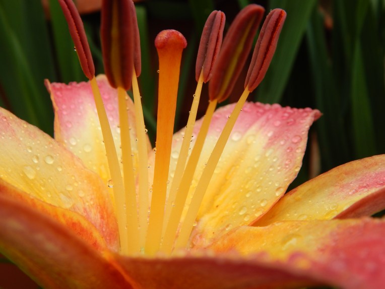 -Allison (bunnies dressed up) 064