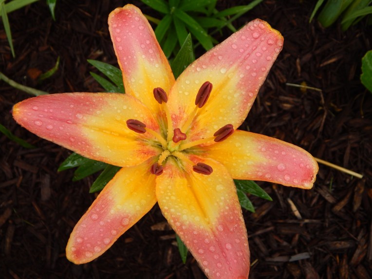 -Allison (bunnies dressed up) 065