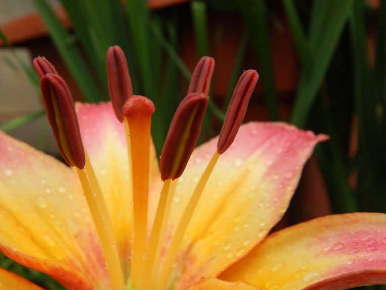 -Allison (bunnies dressed up) 066