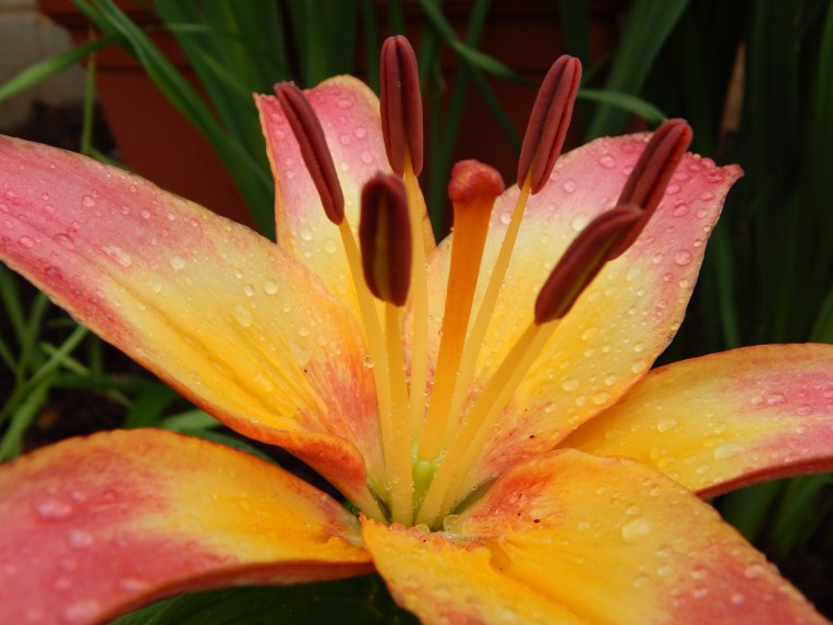 -Allison (bunnies dressed up) 067