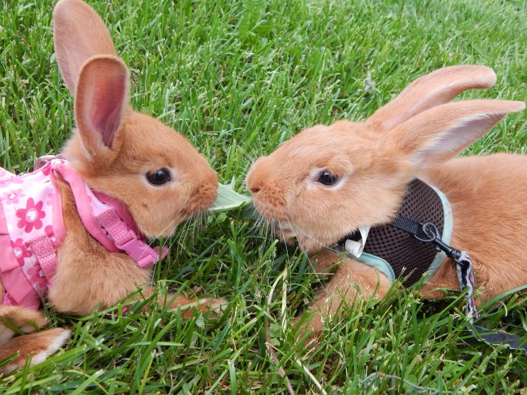 -Allison (bunnies, forest terrarium) 001