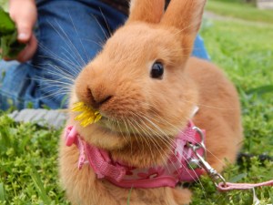 -Allison (bunnies, forest terrarium) 003