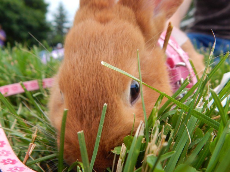 -Allison (bunnies, forest terrarium) 005