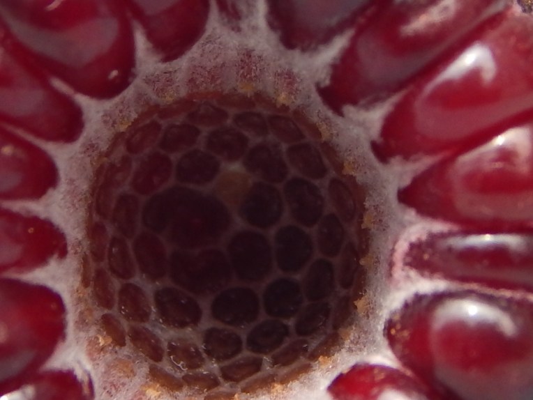 -Allison (close-ups) 004 - Copy