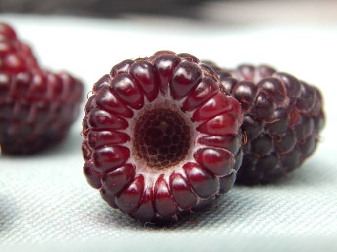 -Allison (close-ups) 004