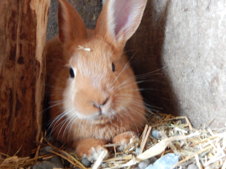 -Allison(Lily, flubber) 027