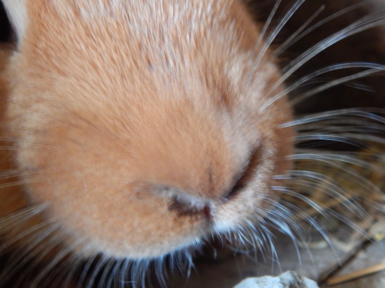 -Allison(Lily, flubber) 028