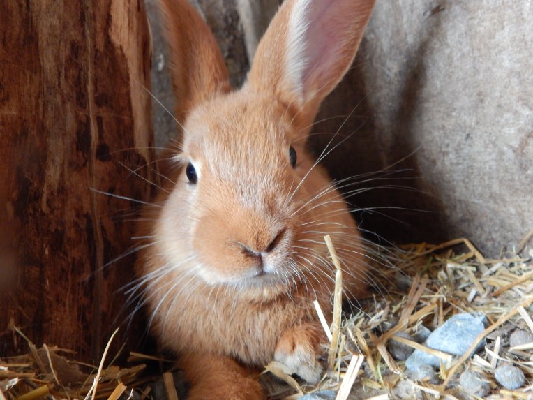 -Allison(Lily, flubber) 029