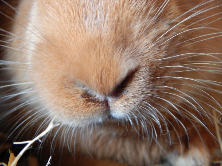 -Allison(Lily, flubber) 031