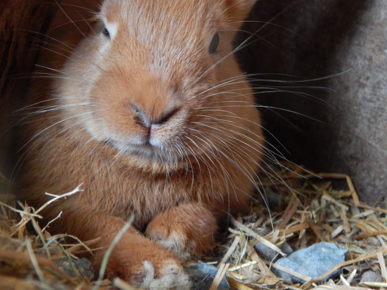 -Allison(Lily, flubber) 033