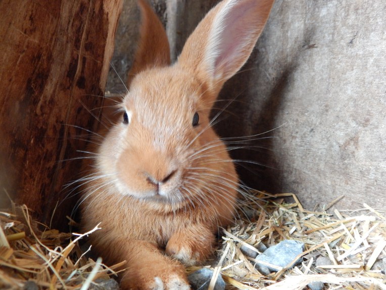 -Allison(Lily, flubber) 034