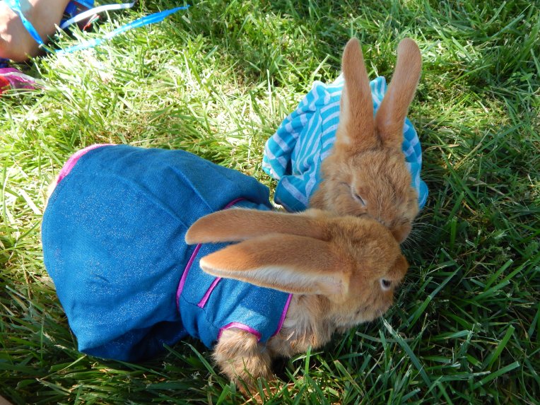 -Allison (bunnies dressed up) 002