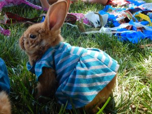 -Allison (bunnies dressed up) 005