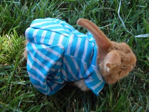 -Allison (bunnies dressed up) 009