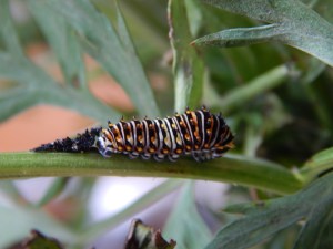 -Allison (swallowtail caterpillar) 003