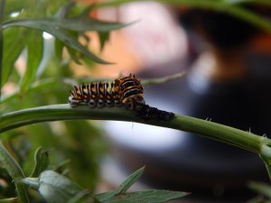 -Allison (swallowtail caterpillar) 007