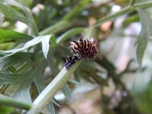 -Allison (swallowtail caterpillar) 009