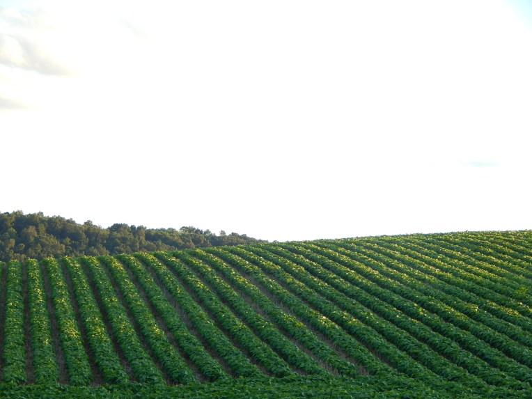 -Allison(fourth of July) 004