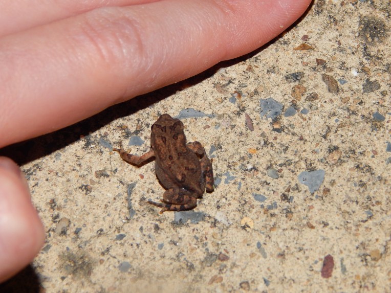 -Allison(fourth of July) 020