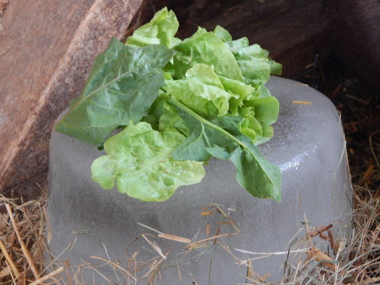 -Allison(Lily, flubber) 049