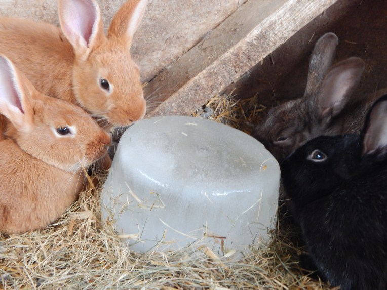 -Allison(Lily, flubber) 054