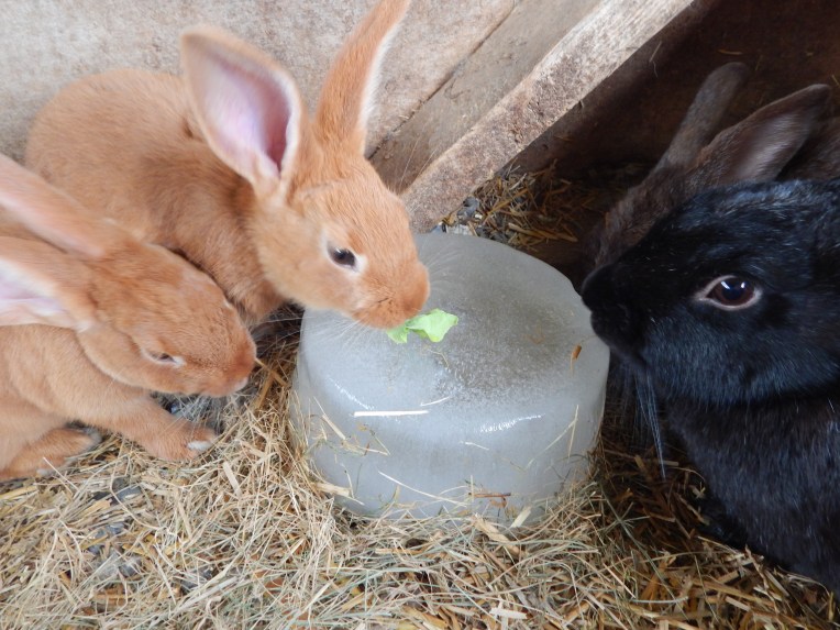 -Allison(Lily, flubber) 057