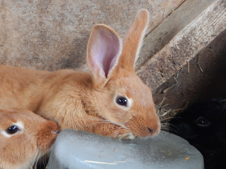 -Allison(Lily, flubber) 058