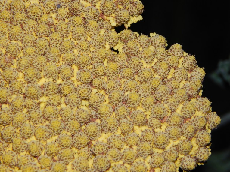 (lighning, mystery pictures, ATCs) 020