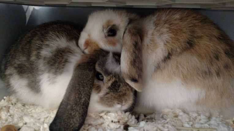 IMG_20150823_194713220 (1280x720)