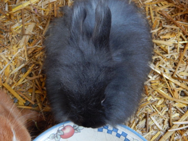 -Allison(Megan's B-day Party) 014