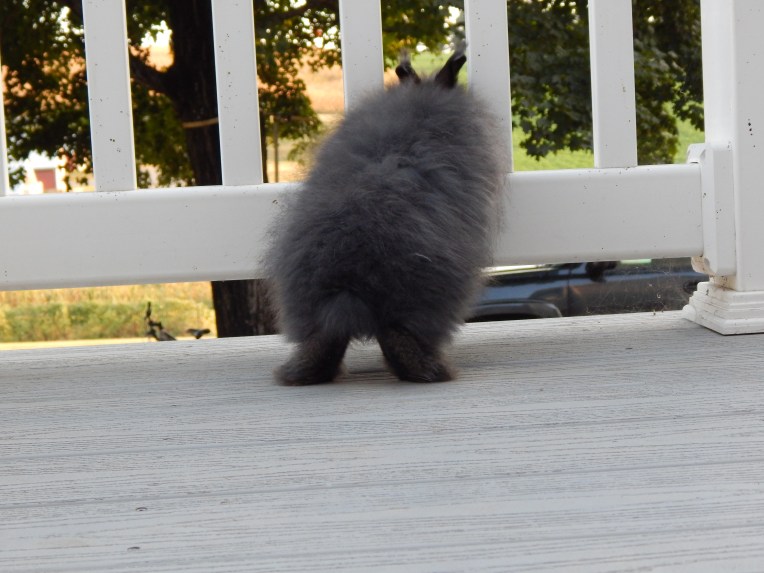 -Allison(Willow on the deck, Labor Day) 007