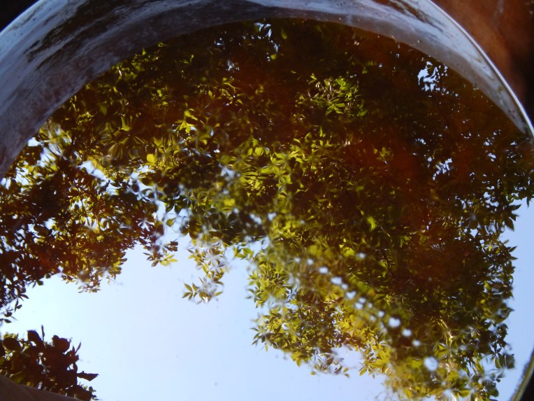 -Allison(Willow on the deck, Labor Day) 013