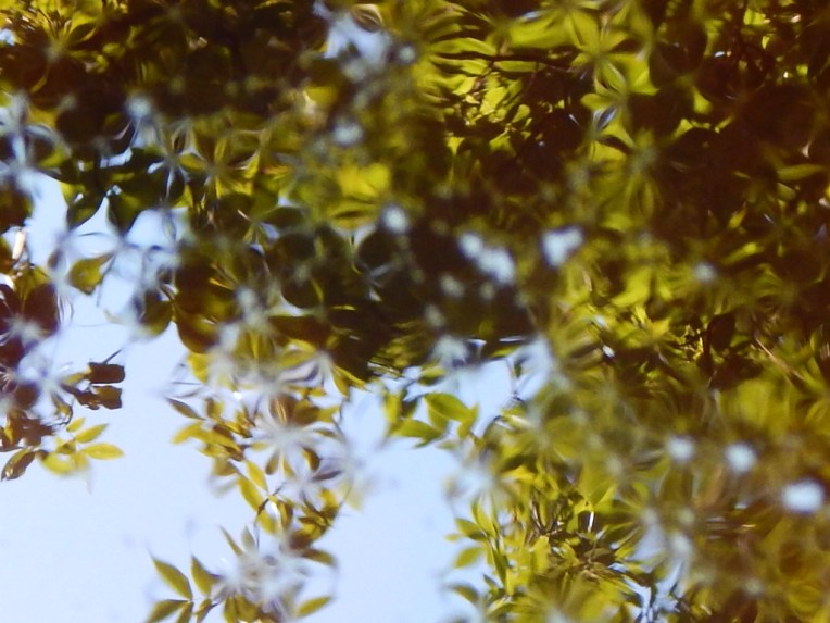 -Allison(Willow on the deck, Labor Day) 014