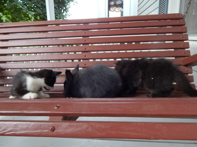 -Allison(Willow on the front porch) 006