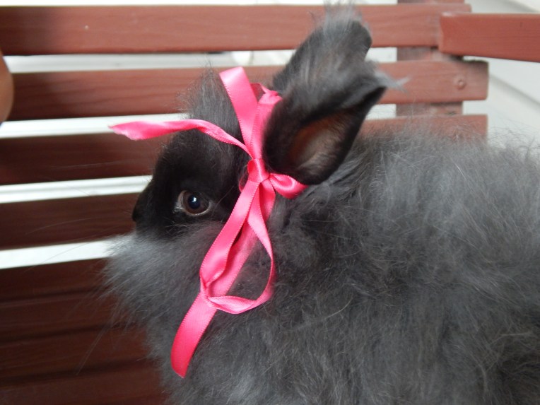 -Allison(Willow on the front porch) 013