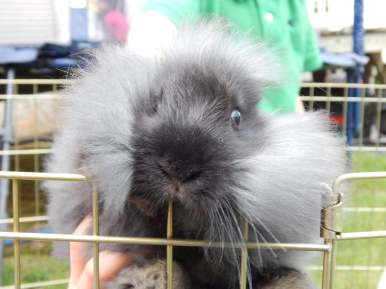 (Willow and Snickers, grease bubbles) 011