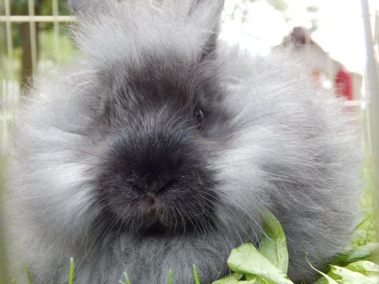 (Willow and Snickers, grease bubbles) 015