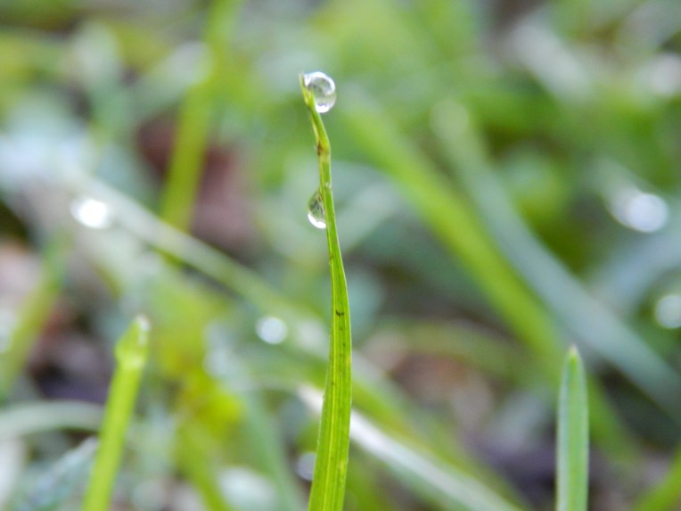 -Allison(Dewdrops, crayfish cleaning) 002