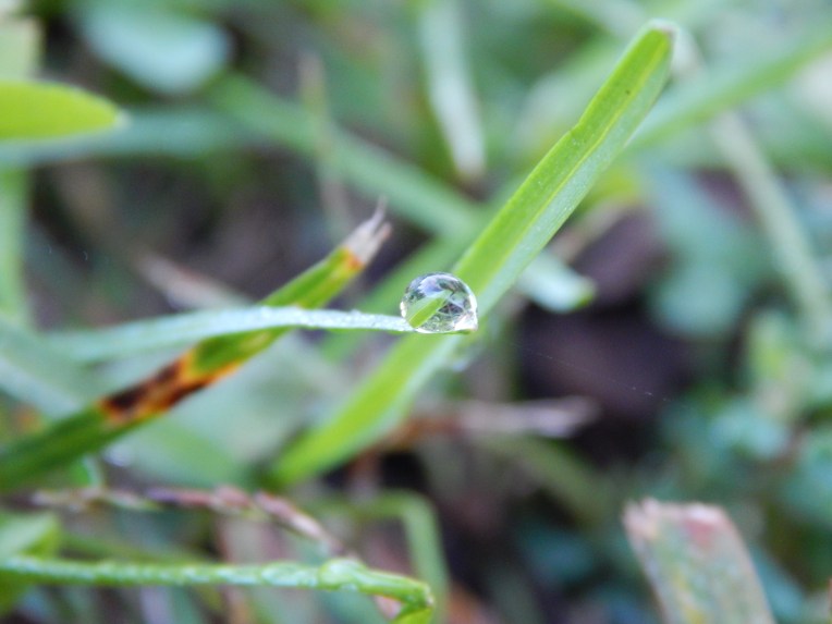 -Allison(Dewdrops, crayfish cleaning) 003
