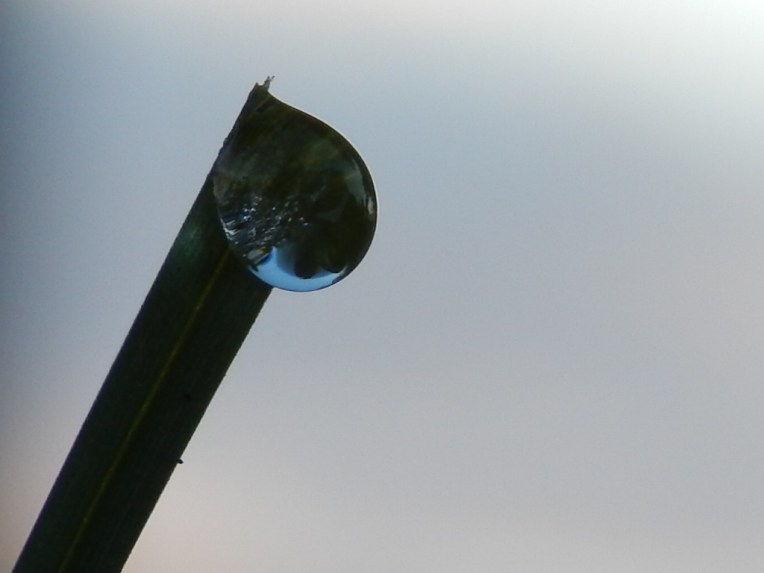 -Allison(Dewdrops, crayfish cleaning) 006