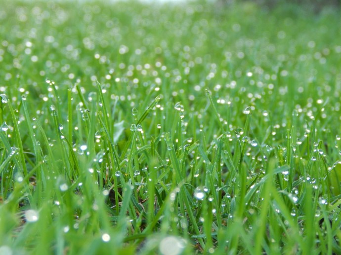 -Allison(Dewdrops, crayfish cleaning) 010