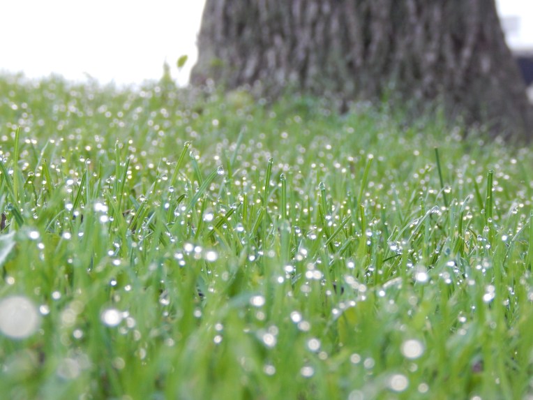 -Allison(Dewdrops, crayfish cleaning) 011