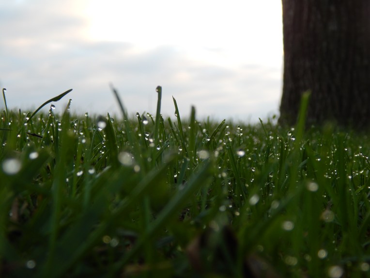 -Allison(Dewdrops, crayfish cleaning) 012