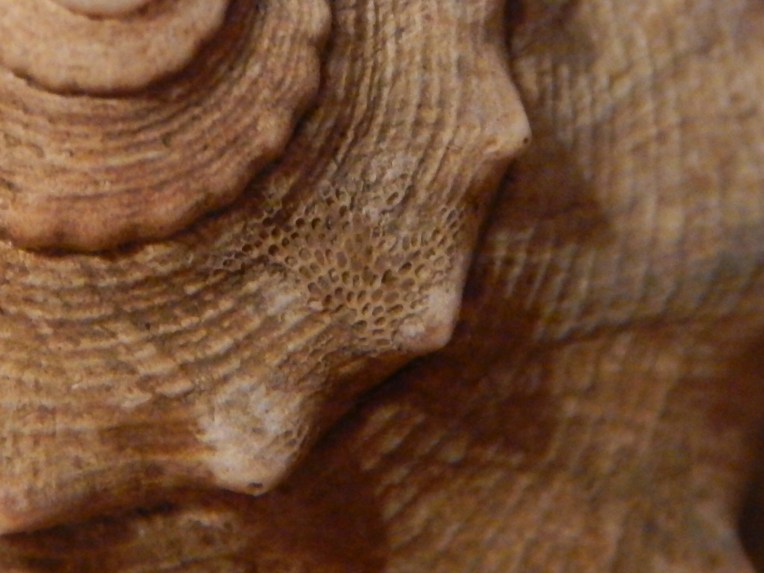 -Allison(bunny race, mystery pictures) 005