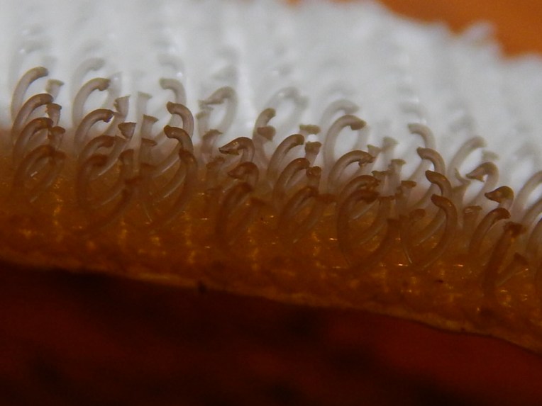 -Allison(bunny race, mystery pictures) 010