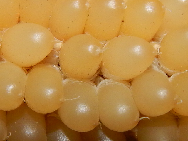 -Allison(bunny race, mystery pictures) 013