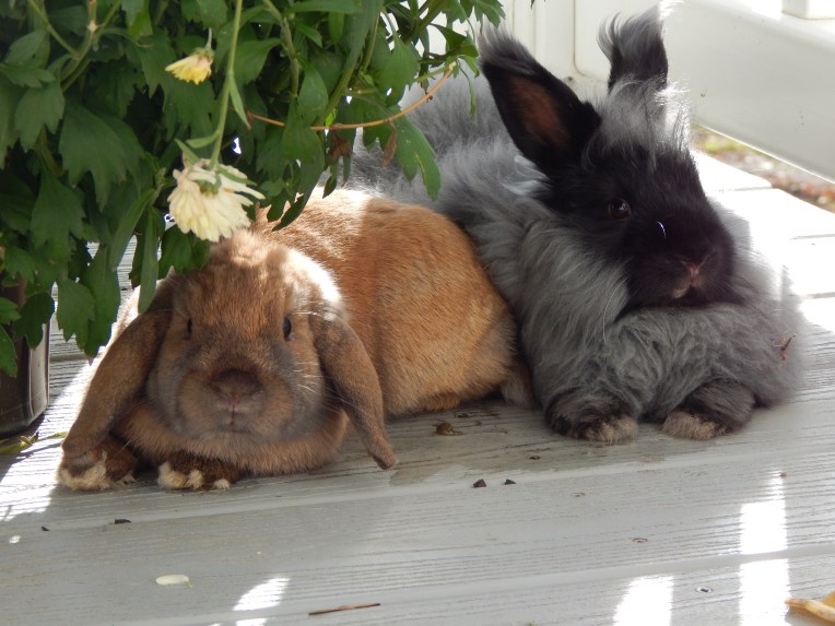 -Allison(Field, Yoshi, Coffeebean, mushroom) 001