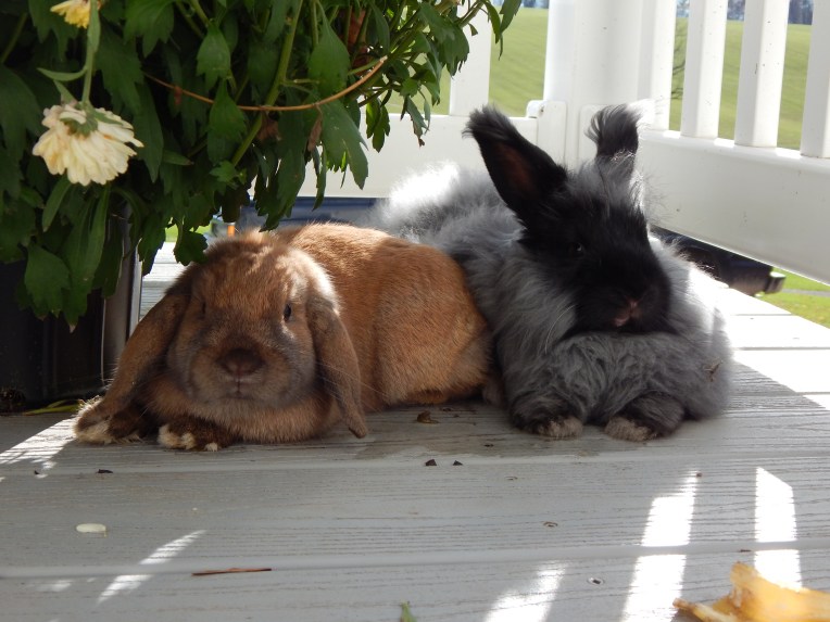 -Allison(Field, Yoshi, Coffeebean, mushroom) 002