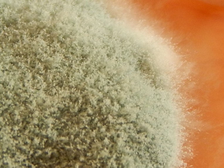 -Allison(sunset, balloon, mold) 046 (1024x768)