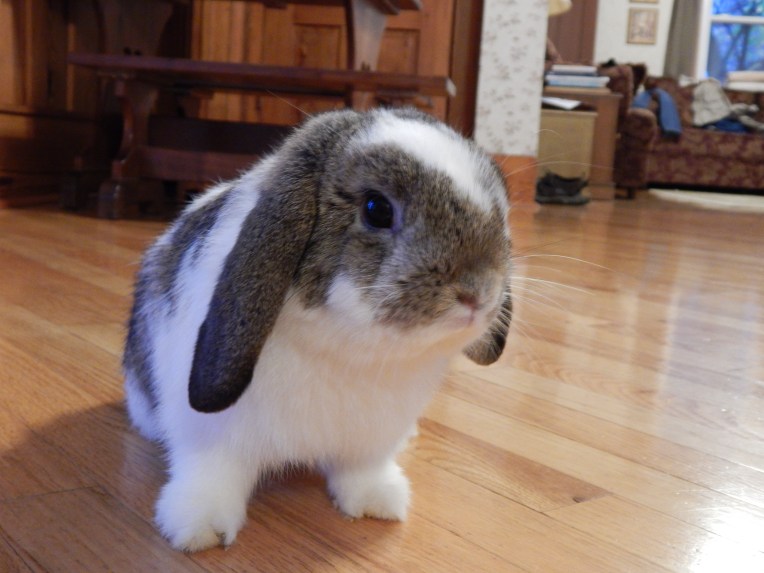 -Allison(Yoshi, Crystal Pond) 004